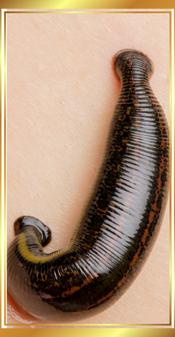 Canlı Sülük Nasıl Kullanılır Isparta Sülük Sağlıklı Yaşam Çiftliği